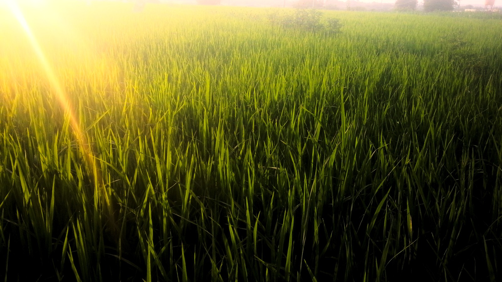 The Real Risks Behind Herbicide-Tolerant Rice (and How to Manage Them)