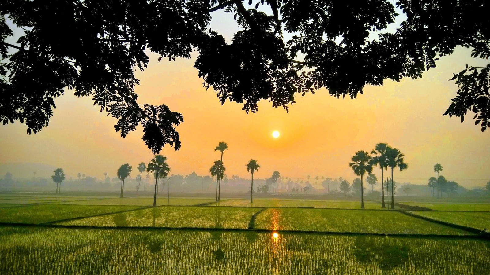 Drones Over the Paddy: How UAVs Are Rewriting DSR