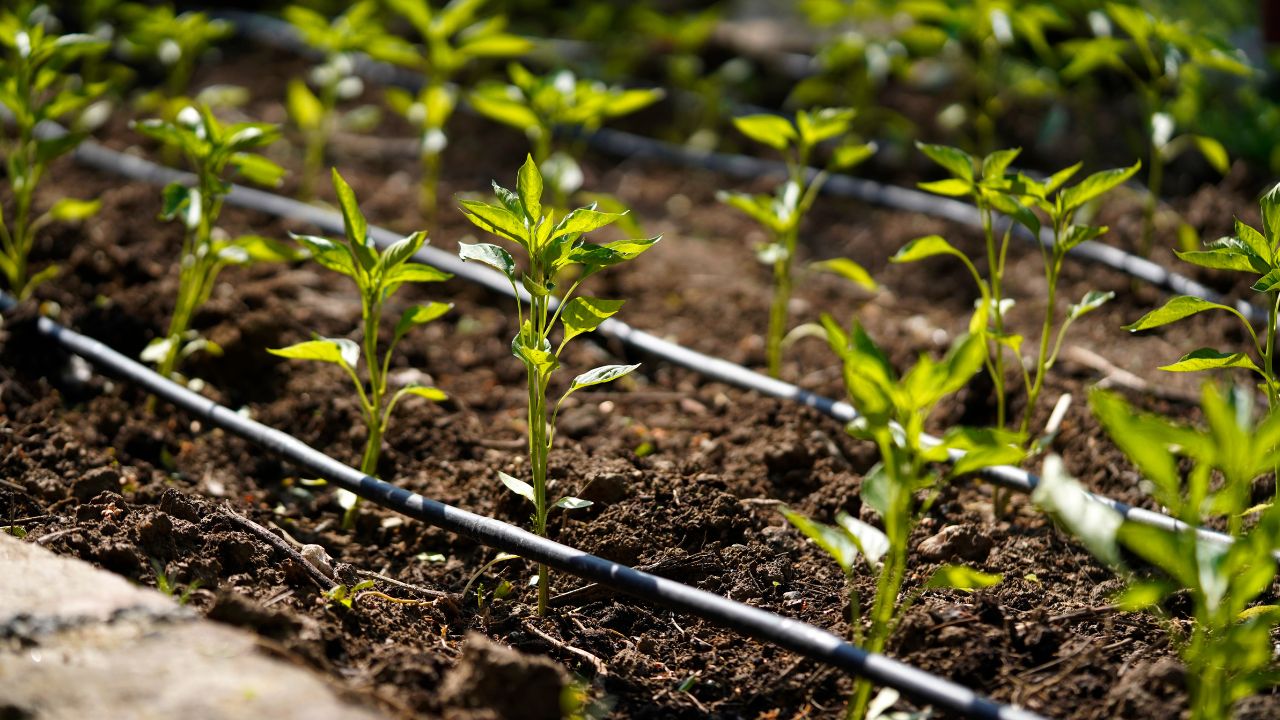 Drip Irrigation Cost Per Acre in India — and What the Subsidy Really Pays