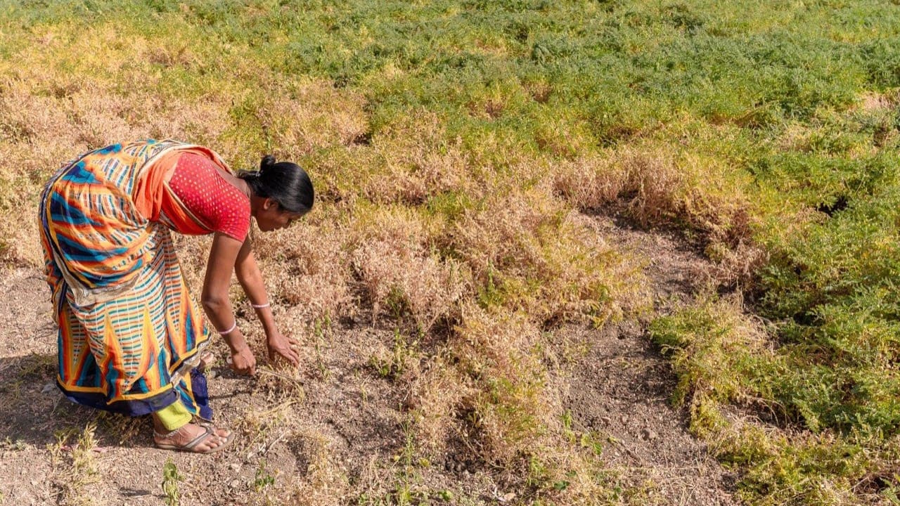 India's Kharif Pulses Acreage Nearly Matches Last Year Despite Deficit Rains in Key States