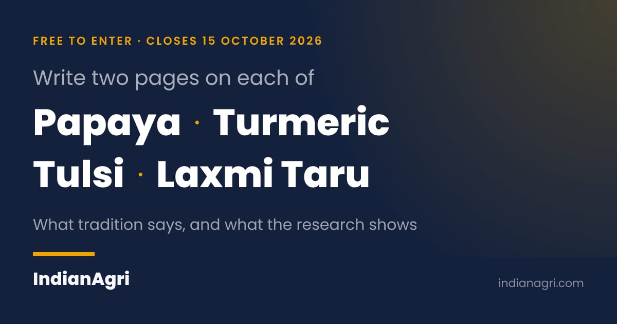 What Four Leaves Are For: Papaya, Turmeric, Tulsi and Laxmi Taru
