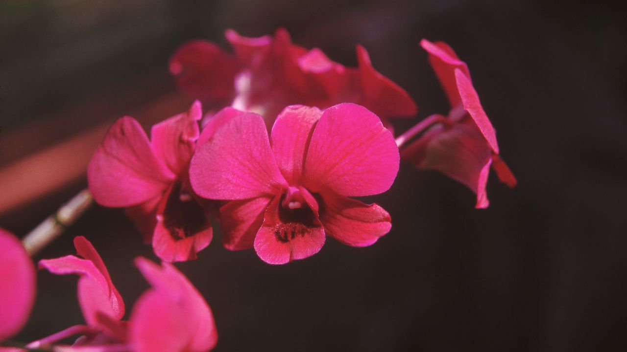 870 Species, 2,439 Hectares: Why India Still Buys Its Orchids from Thailand