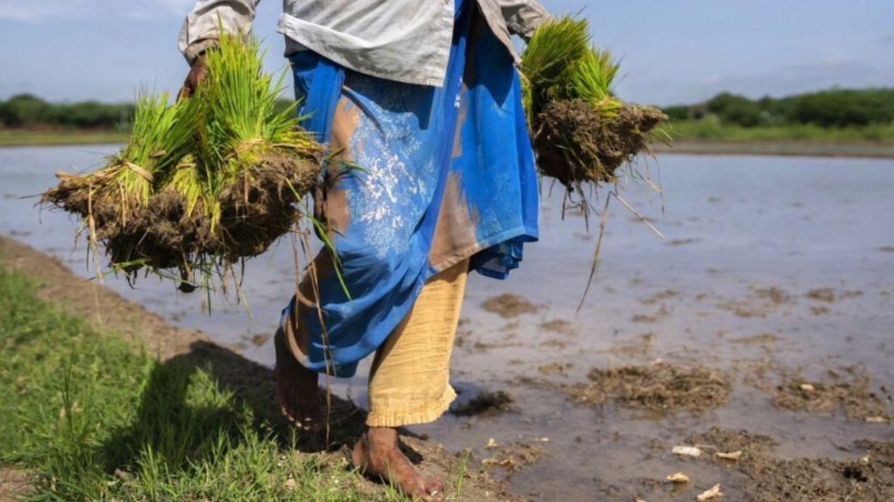 A Failed Carbon Project Is a Footnote. A Failed Farm Transition Is a Family in Debt.